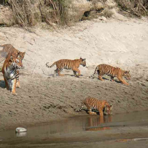Kathmandu Valley Trek met Bardia National Park