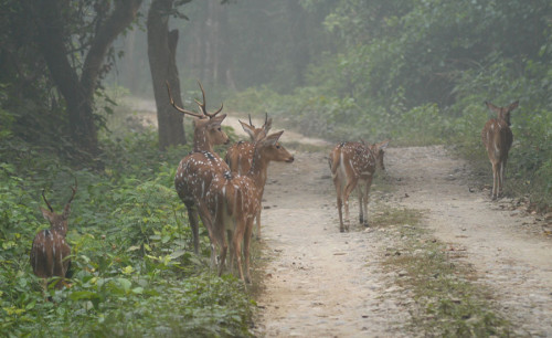 Bardia Nationaal Park Jungle Safari