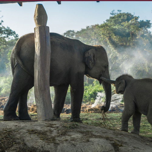 2 nachten 3 dagen Chitwan Jungle Safari Nepal