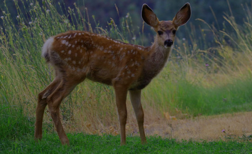 Rondleiding door het Koshi Tappu Wildlife Reserve