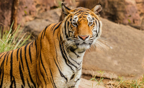 Ultieme gids voor de nationale parken en natuurbeschermingsgebieden van Nepal