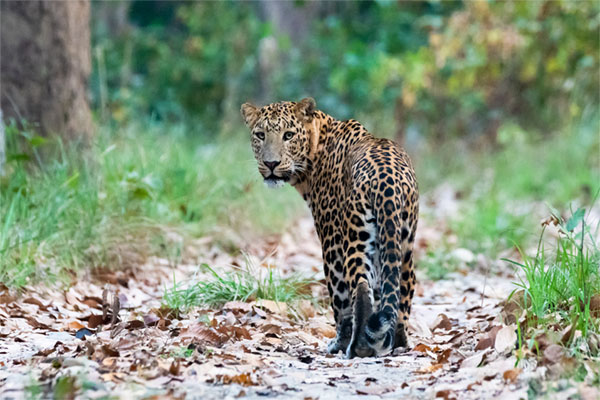 Kathmandu Valley Trek met Bardia National Park