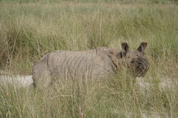 2 nachten 3 dagen Chitwan Jungle Safari Nepal