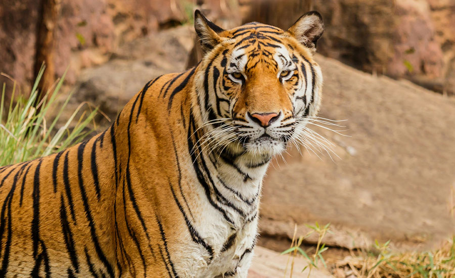 Ultieme gids voor de nationale parken en natuurbeschermingsgebieden van Nepal